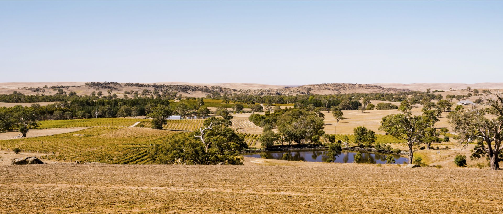 Barossa Landscape